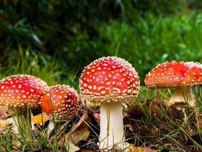Zat Berbahaya Pada Sebuah Tanaman Jamur
