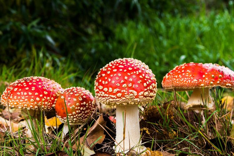 Zat Berbahaya Pada Sebuah Tanaman Jamur