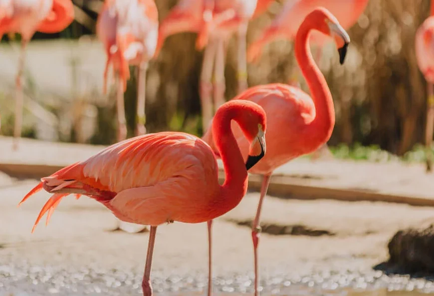 Jenis Burung Flamingo Yang Unik