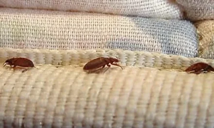 Hewan Kutu Yang Harus Di Cegah