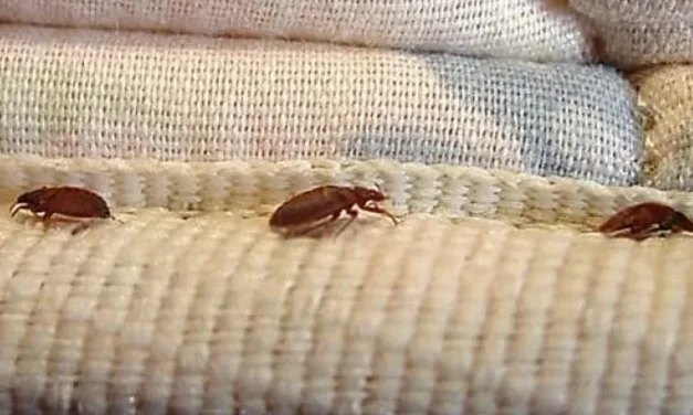 Hewan Kutu Yang Harus Di Cegah