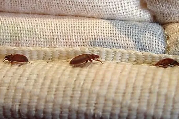 Hewan Kutu Yang Harus Di Cegah