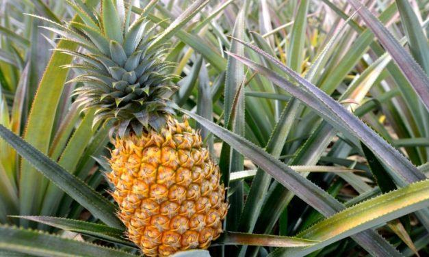 Penjualan Nenas Yang Meningkat Untuk Hal Tidak Benar
