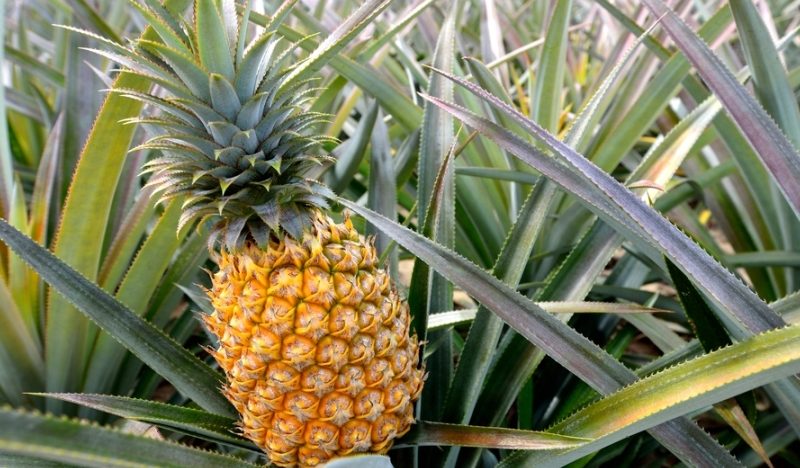 Penjualan Nenas Yang Meningkat Untuk Hal Tidak Benar