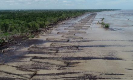Bengkalis Kini Jadi Kiblat Mangrove Dunia