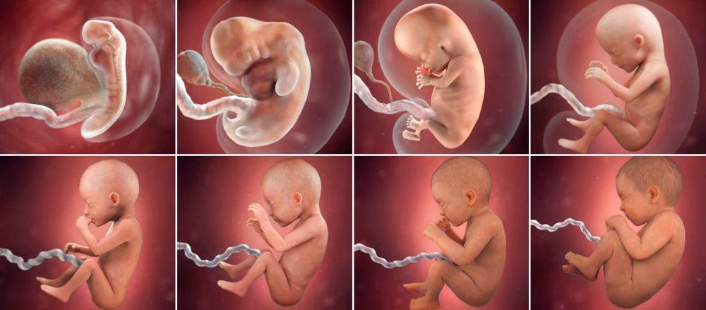 Trik Rahasia: Didik Lidah Anak Sejak Masih Di Janin