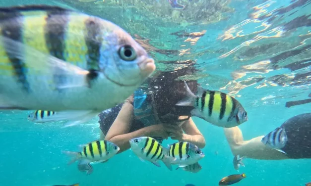 Pemula Wajib Tahu! Trik Snorkeling Aman Tanpa Panik