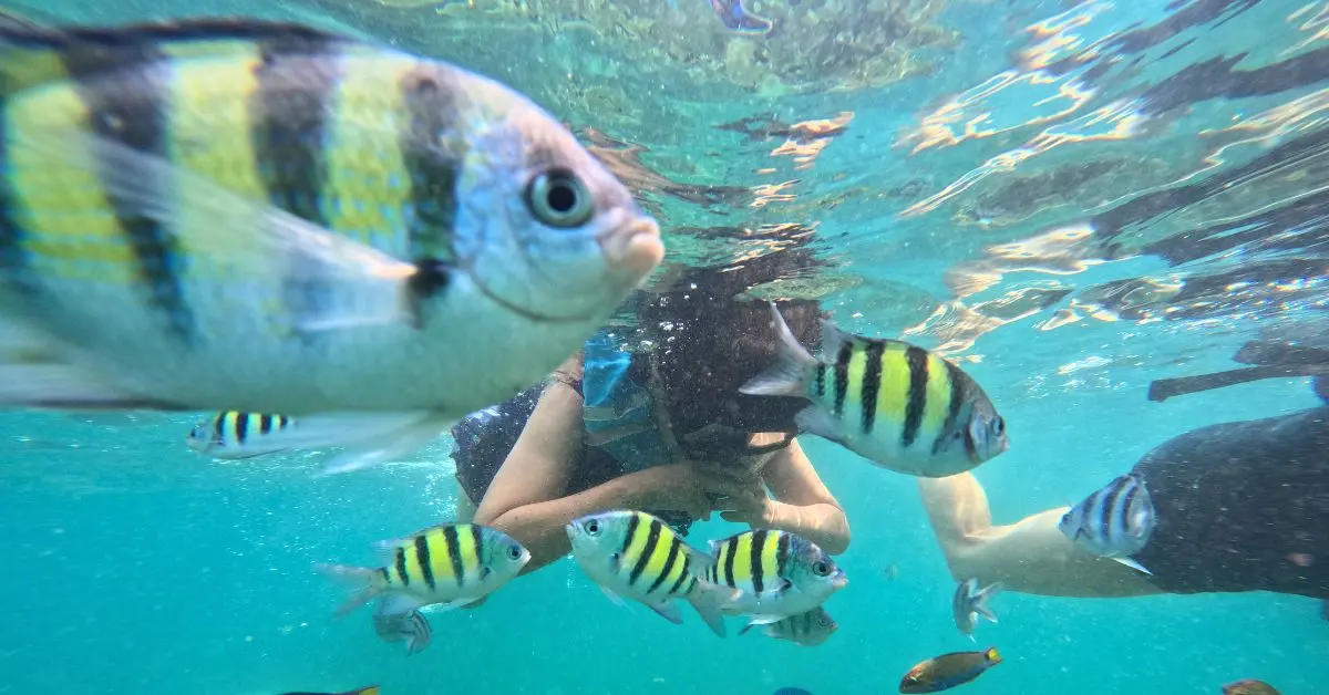 Pemula Wajib Tahu! Trik Snorkeling Aman Tanpa Panik